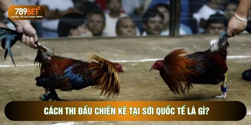 Cách thi đấu chiến kê tại sới quốc tế là gì?